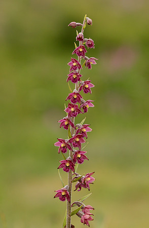 Dark Red Helleborine Epipactis atrorubens