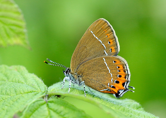 Black Hairstreak Satyrium pruni