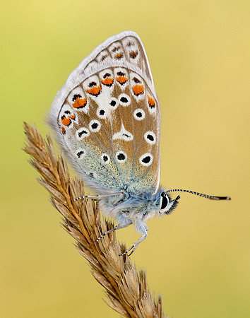 Common Blue Polyommatus icarus