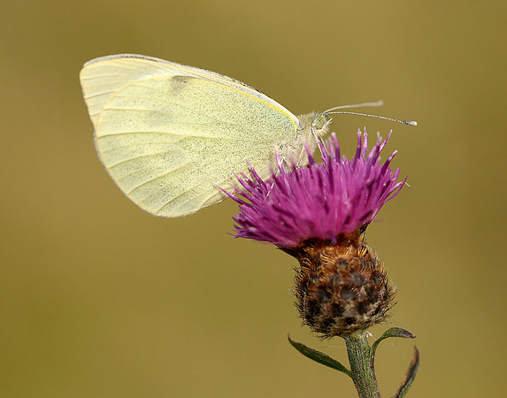 Large White Pieris brassicae
