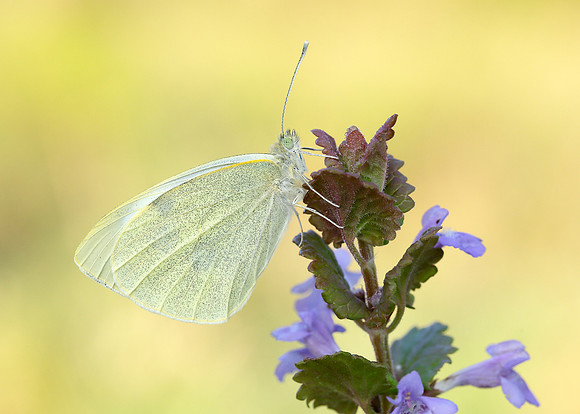 Large White Pieris brassicae
