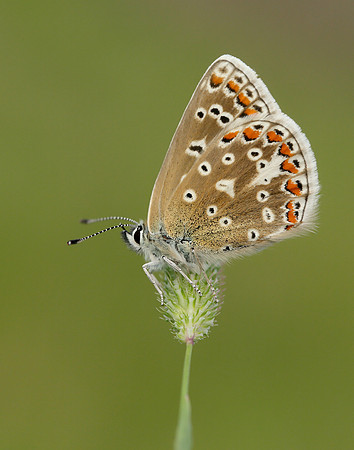 Common Blue Polyommatus icarus