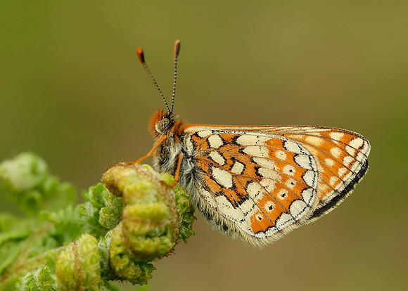 Marsh Fritillary Euphydryas aurinia