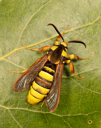 52.002 BF0370 Hornet Moth Sesia apiformis