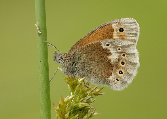 Large Heath Coenonympha tullia polydama