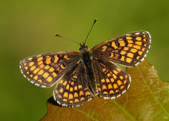 Heath Fritillary Melitaea athalia