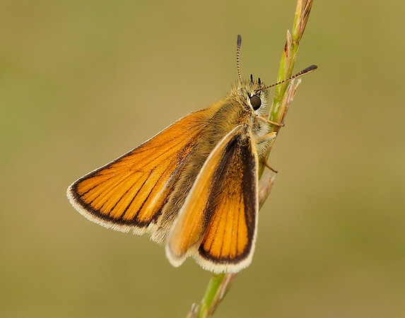 Essex Skipper Thymelicus lineola