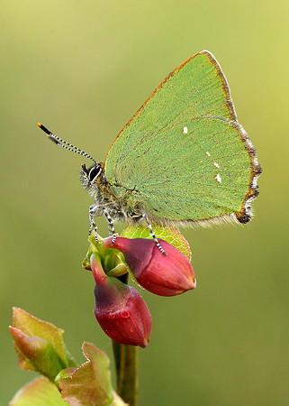 Green Hairstreak Callophrys rubi