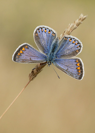 Common Blue Polyommatus icarus