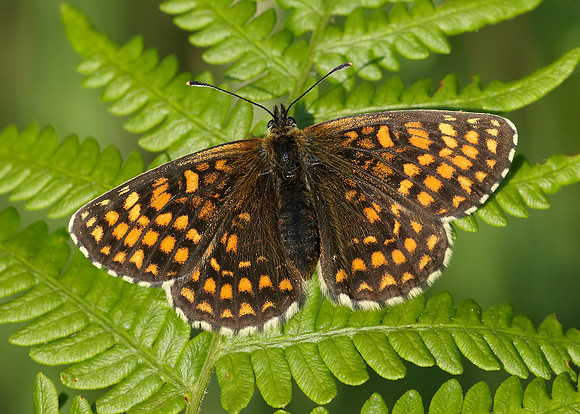 Heath Fritillary Melitaea athalia