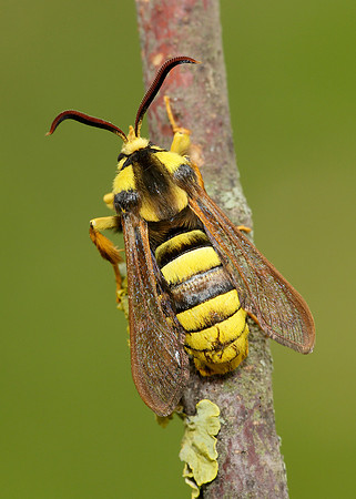 52.002 BF0370 Hornet Moth Sesia apiformis