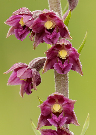 Dark Red Helleborine Epipactis atrorubens