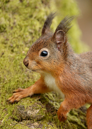 Red Squirrel Sciurus vulgaris