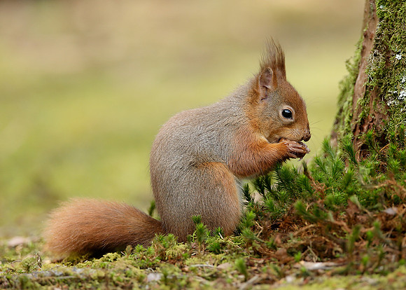 Red Squirrel Sciurus vulgaris