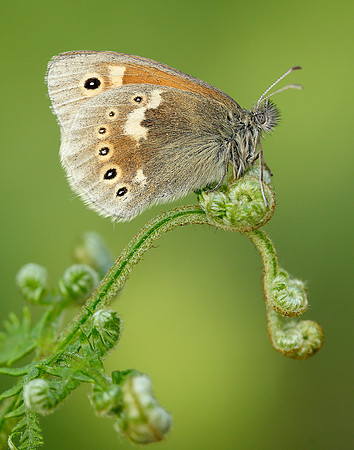 Large Heath Coenonympha tullia polydama