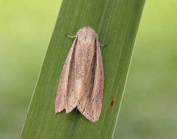 73.305 BF2209 Flame Wainscot Senta flammea