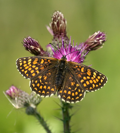 Heath Fritillary Melitaea athalia