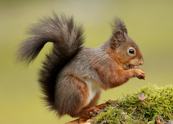 Red Squirrel Sciurus vulgaris