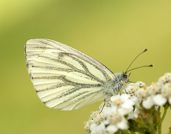 Green-veined White Pieris napi