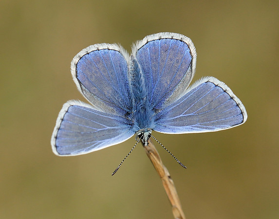 Common Blue Polyommatus icarus