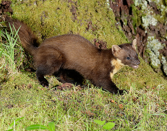 Pine Marten Martes martes