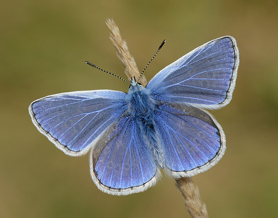 Common Blue Polyommatus icarus