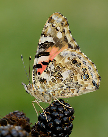 Painted Lady Vanessa cardui