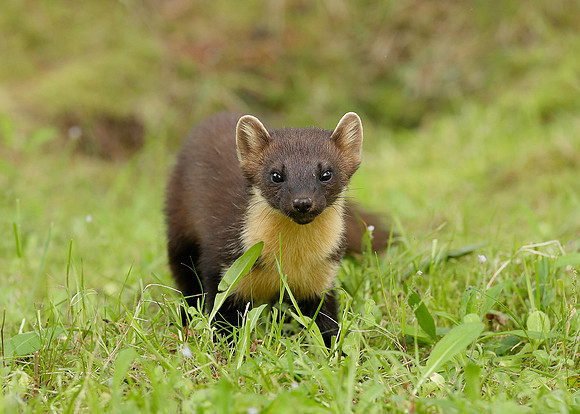 Pine Marten Martes martes