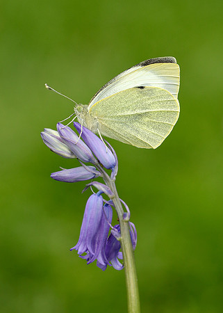 Large White Pieris brassicae