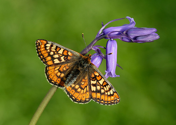 Marsh Fritillary Euphydryas aurinia