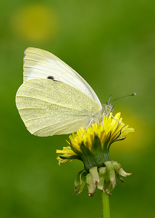 Large White Pieris brassicae