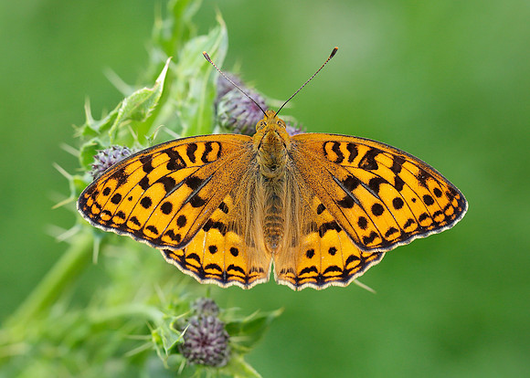 High Brown Fritillary Argynnis adippe