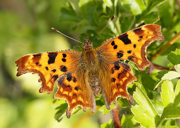 Comma Polygonia c-album