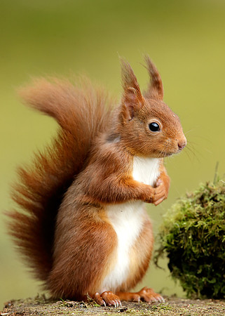 Red Squirrel Sciurus vulgaris