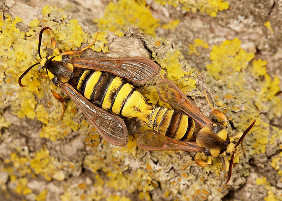 52.002 BF0370 Hornet Moth Sesia apiformis