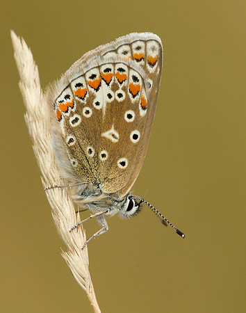 Common Blue Polyommatus icarus