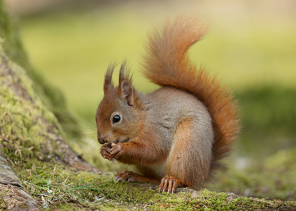 Red Squirrel Sciurus vulgaris