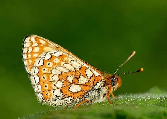 Marsh Fritillary Euphydryas aurinia