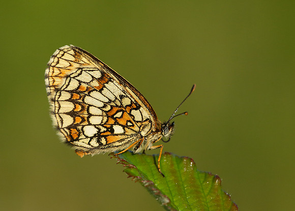 Heath Fritillary Melitaea athalia