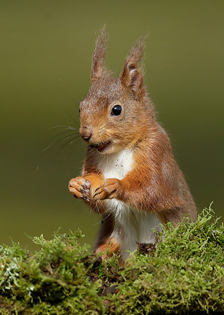 Red Squirrel Sciurus vulgaris