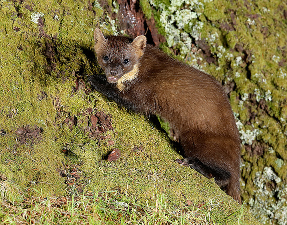 Pine Marten Martes martes