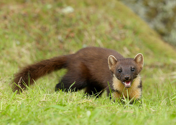 Pine Marten Martes martes