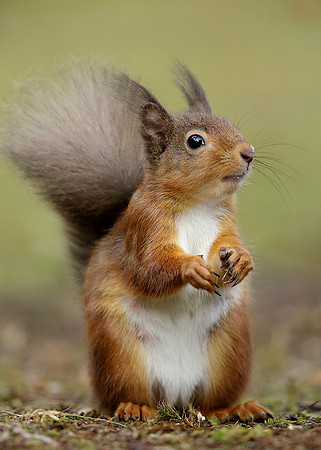 Red Squirrel Sciurus vulgaris
