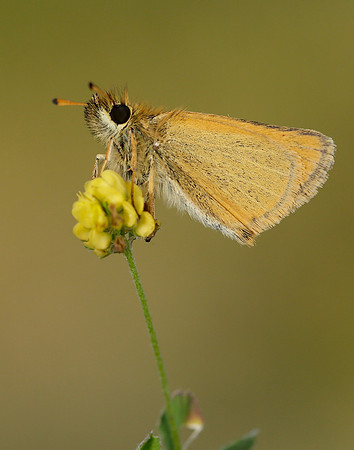 Essex Skipper Thymelicus lineola