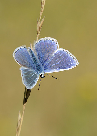 Common Blue Polyommatus icarus