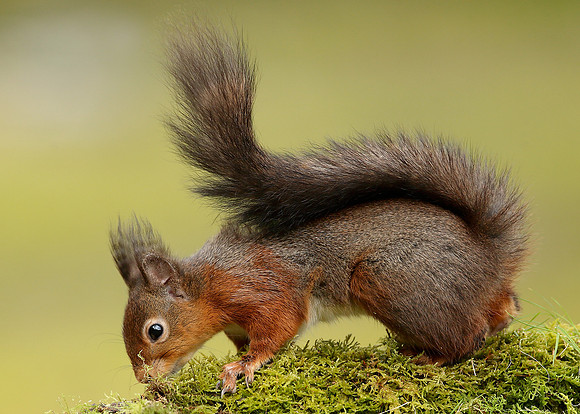 Red Squirrel Sciurus vulgaris