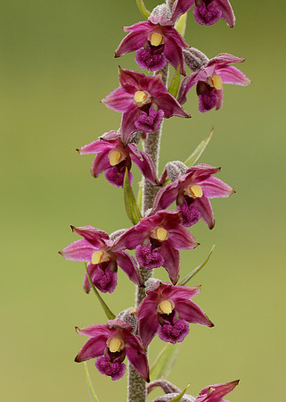 Dark Red Helleborine Epipactis atrorubens