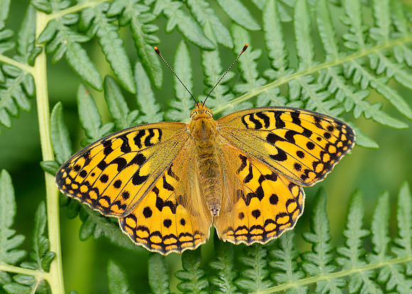 High Brown Fritillary Argynnis adippe
