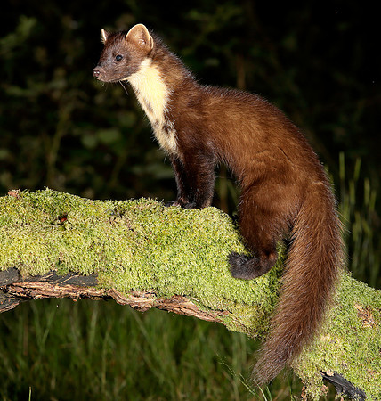 Pine Marten Martes martes