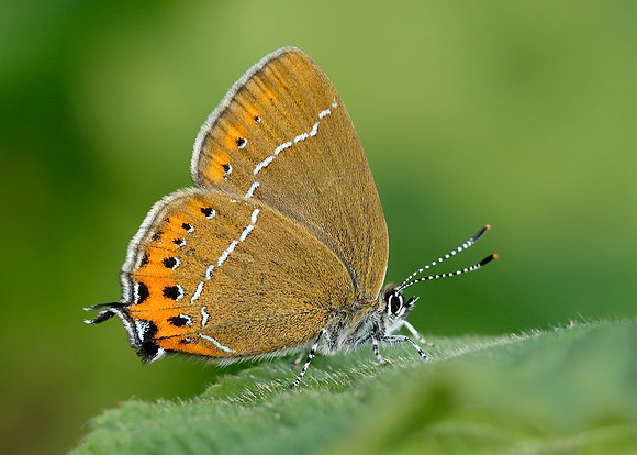 Black Hairstreak Satyrium pruni